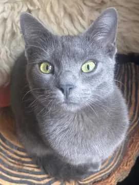 Benji