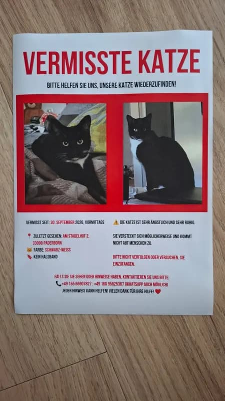 Кошка