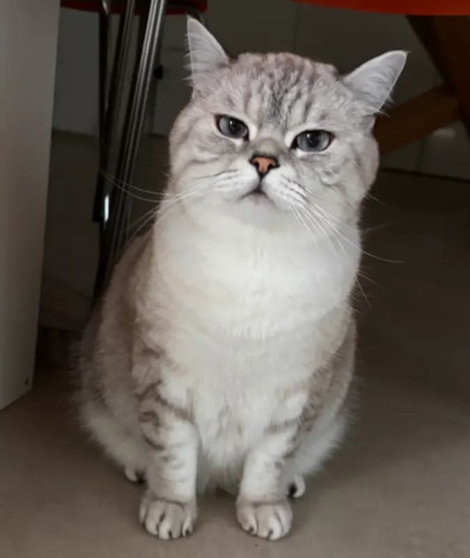 Pamuk