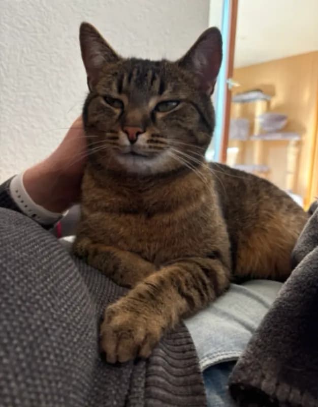 Tiggi