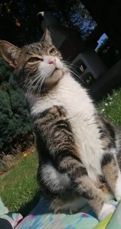 Tommy