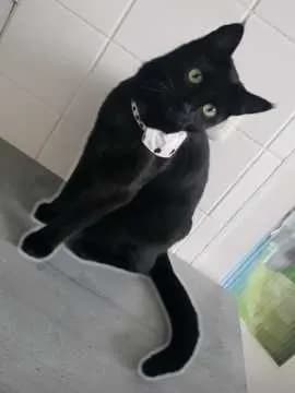 Finja