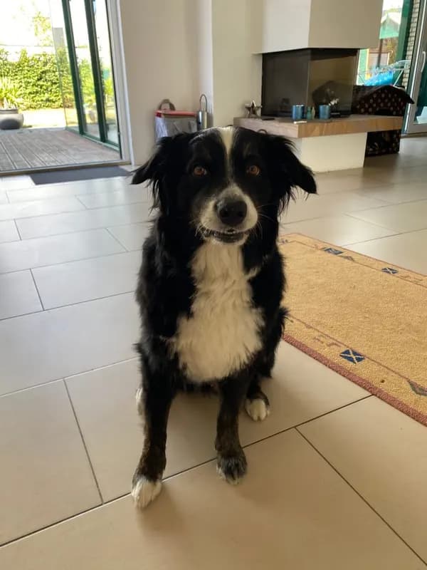 Balu