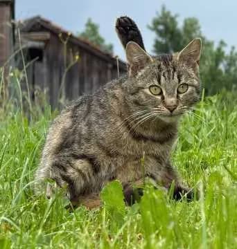 Mausi