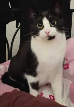Nala