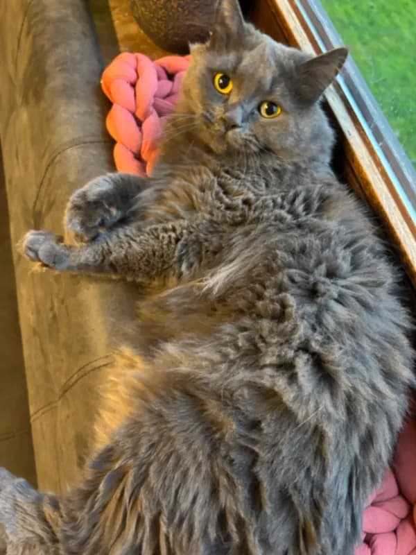 Diva
