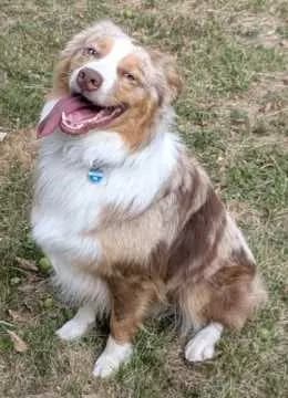 Buddy