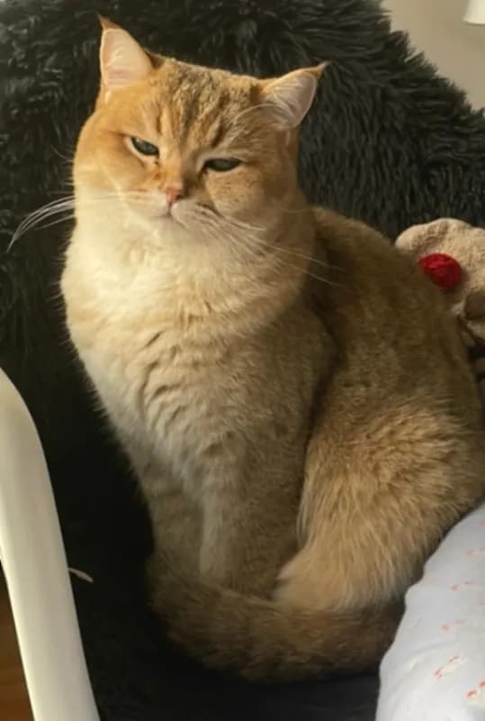 Anakin