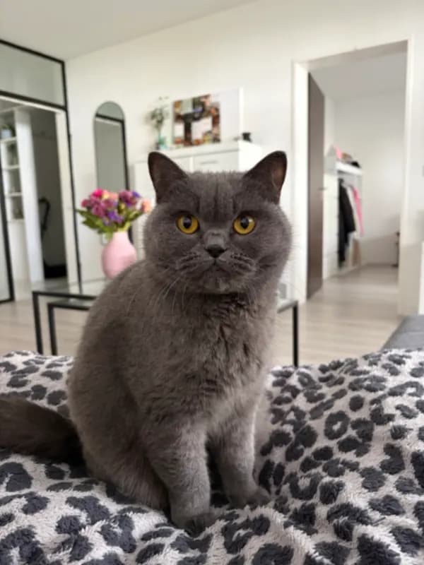 Nici