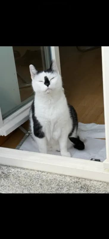 Felix