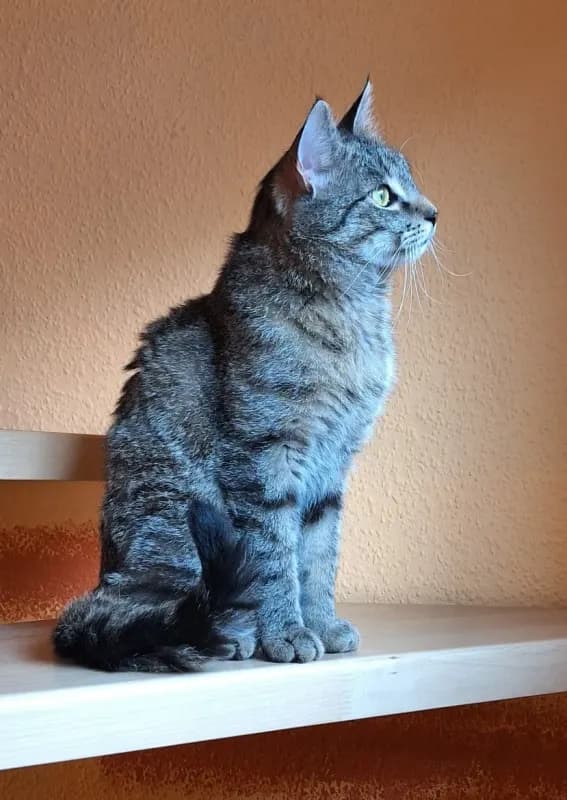 Loki