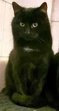 Mogli