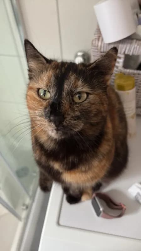 Coco