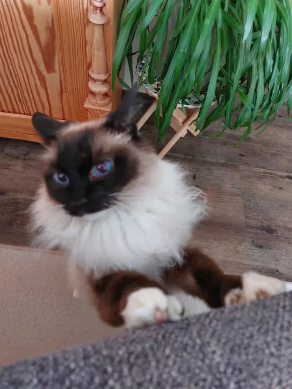 Snorre