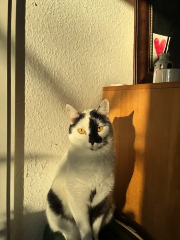 Elvis