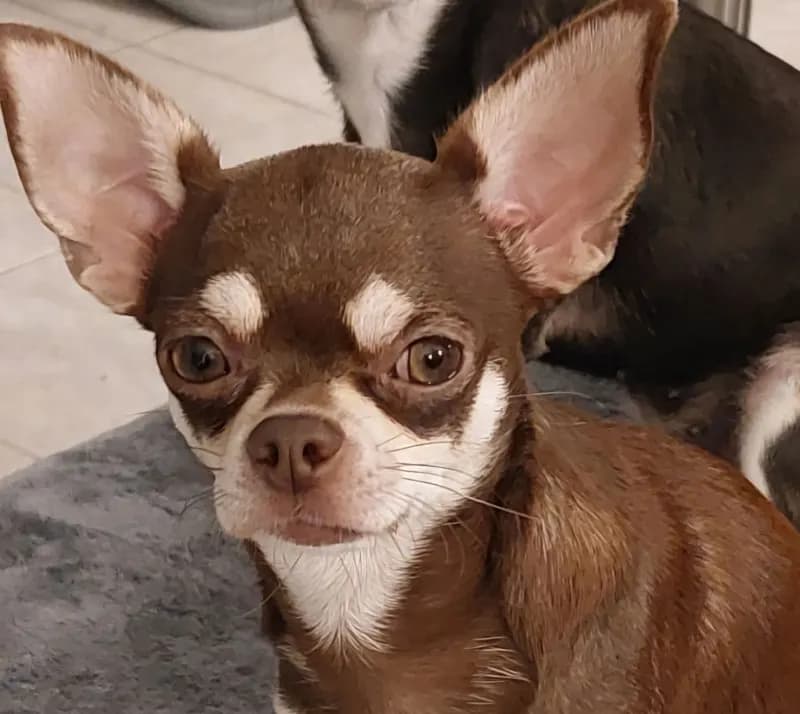 Schoki