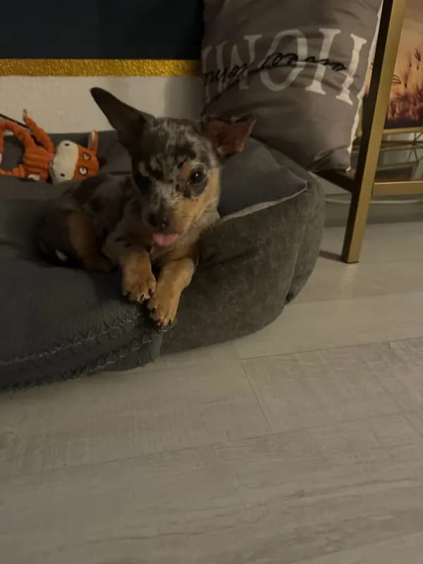Coco