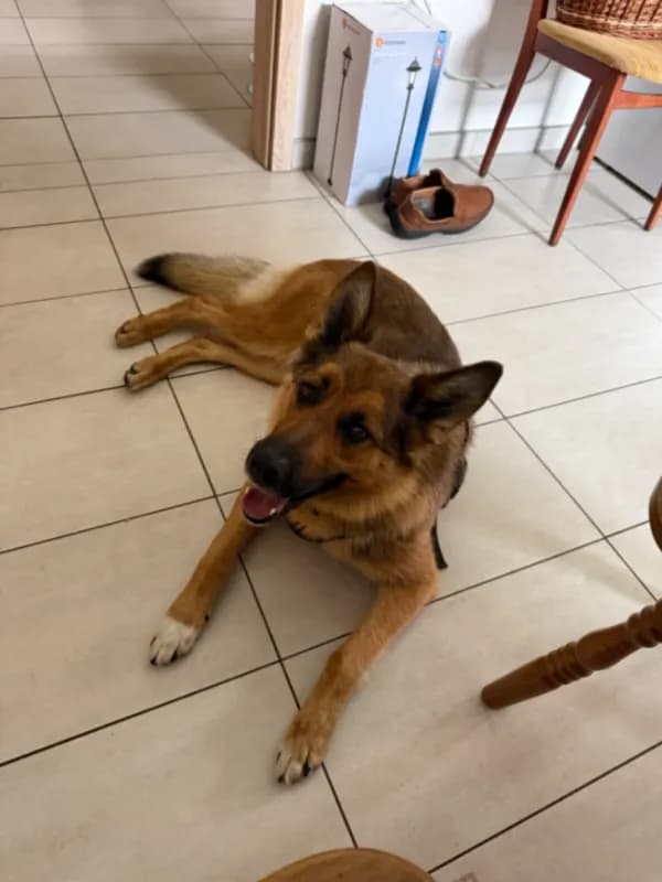 Cora