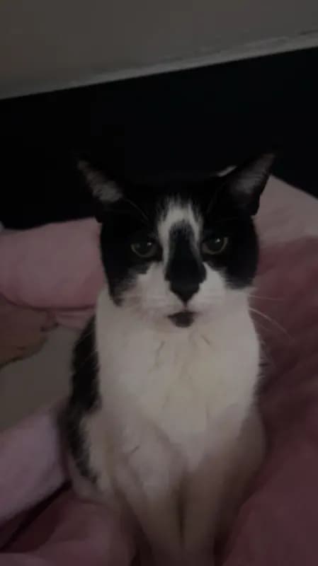 Mausi