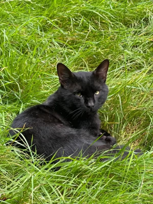 Cato