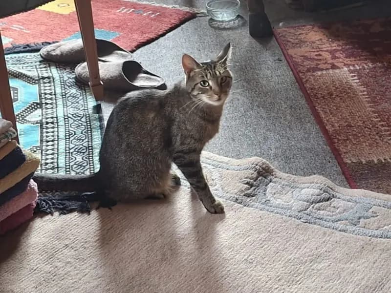 Finja