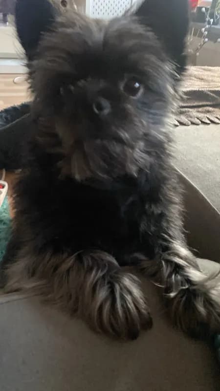 Loki