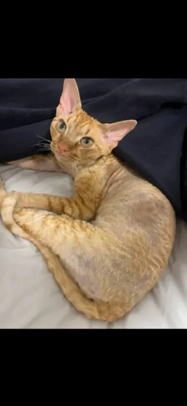 Leo