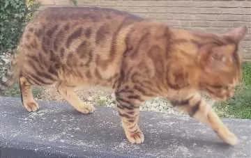 Bongo