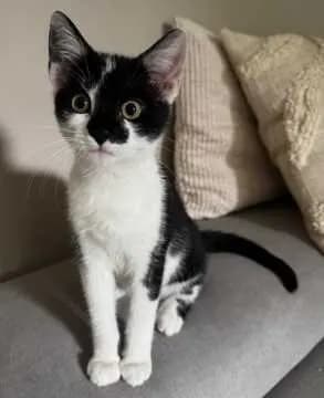 Maja