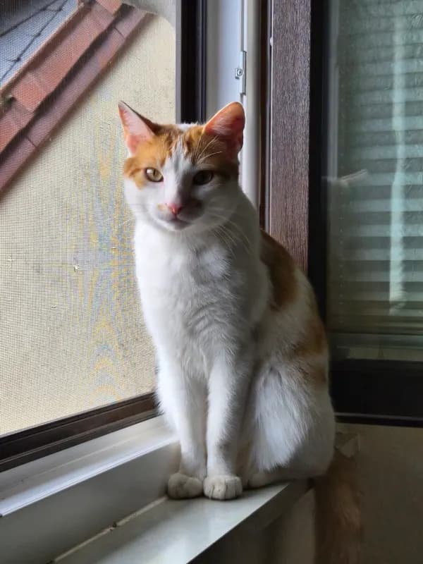 Bongo