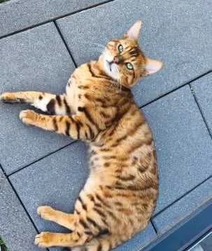 Simba