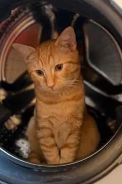 Findus