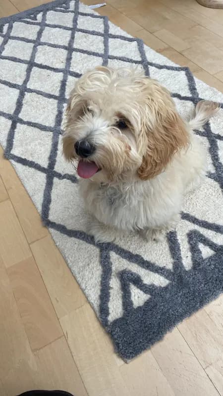 Ernest, ein Havapoo