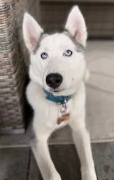 Sina