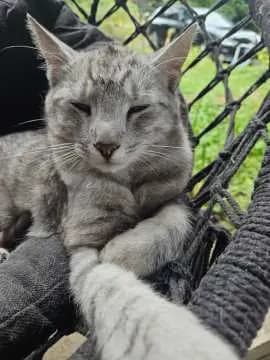 Loki