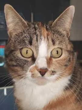 Nala
