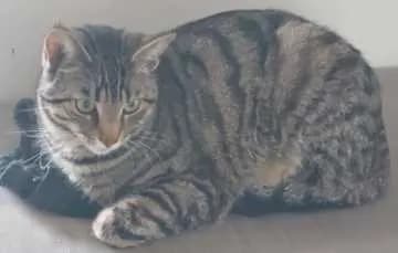 Findus