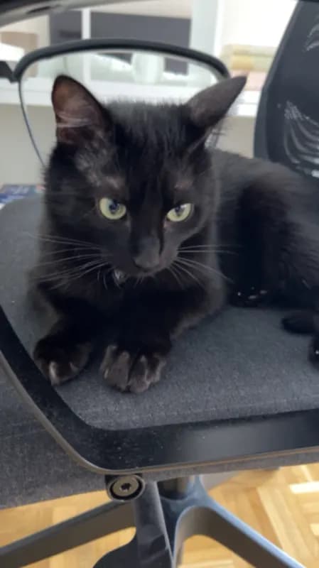 Minou