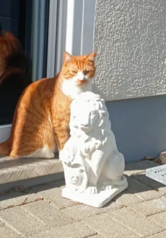 Enzo