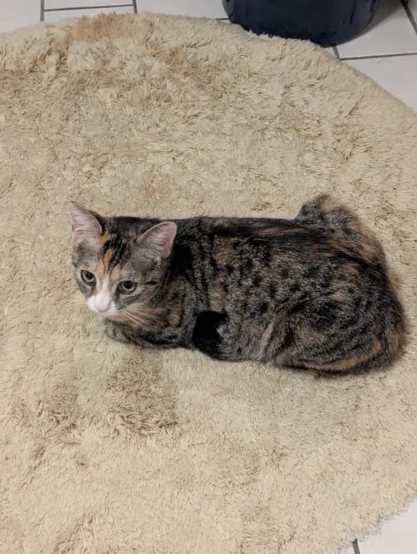 Heidi