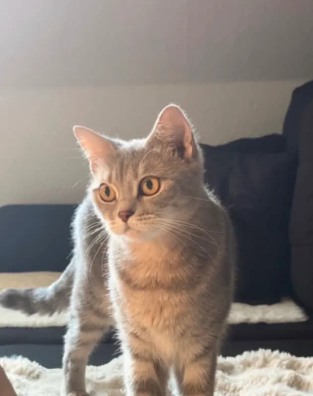 Nala