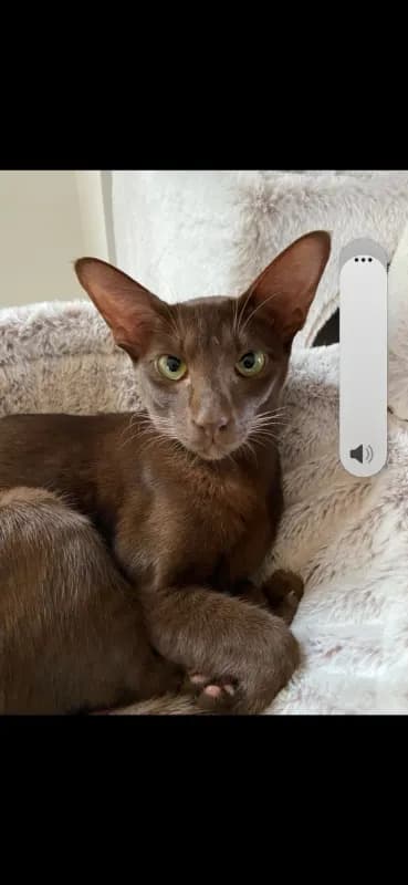 Kedi