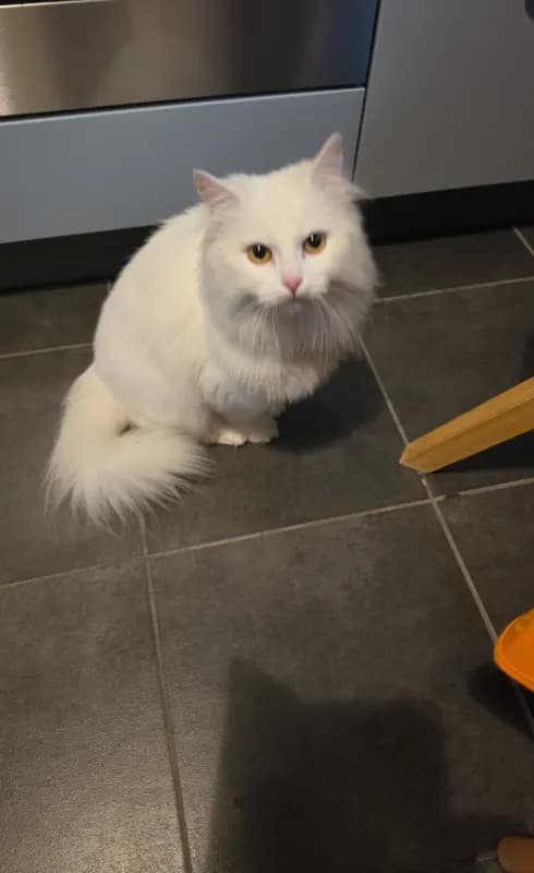 Gefunden katze