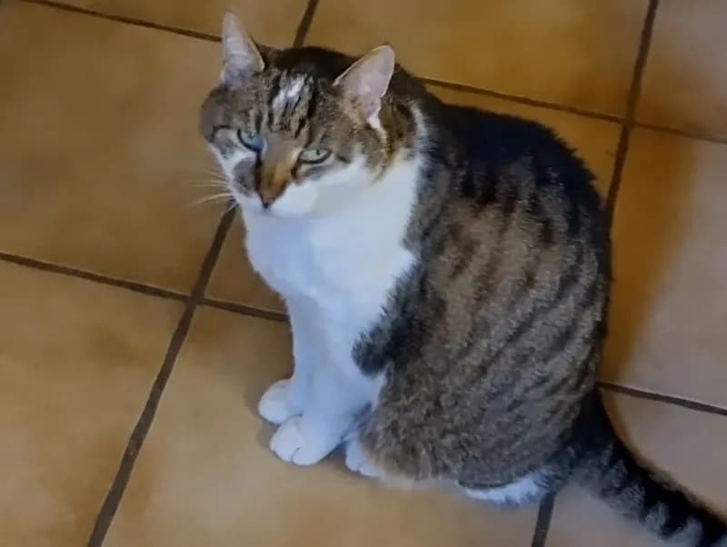 Elvis