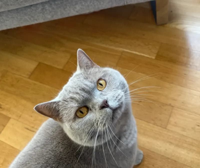 Chantalle