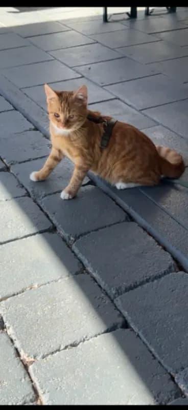 Kitty