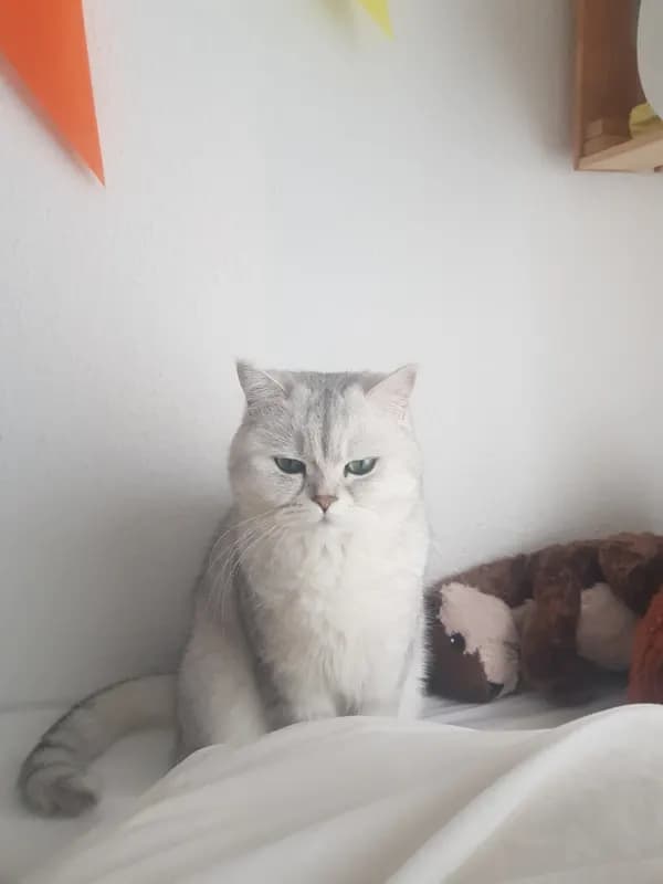 Lilli