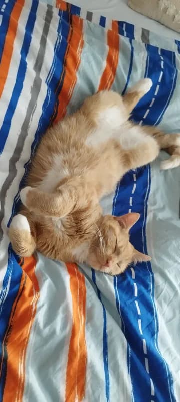 Teddy