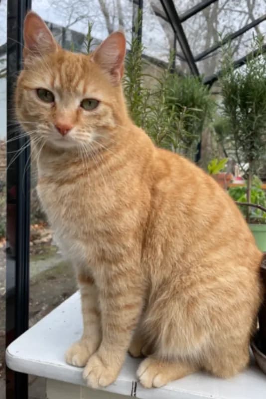 Schnuffi