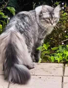 Ivy